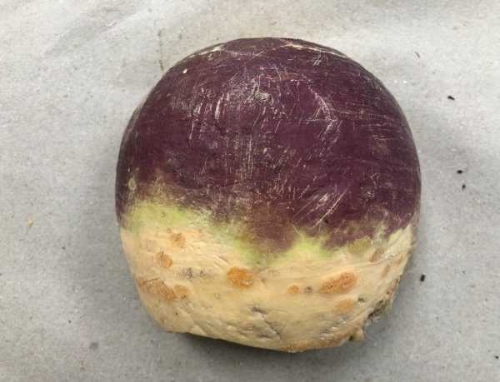 Picture of (Pre-Order <12PM) RAITH TURNIP HALF