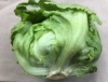 Picture of (Pre-Order <12PM) RAITH ICEBERG LETTUCE SINGLE