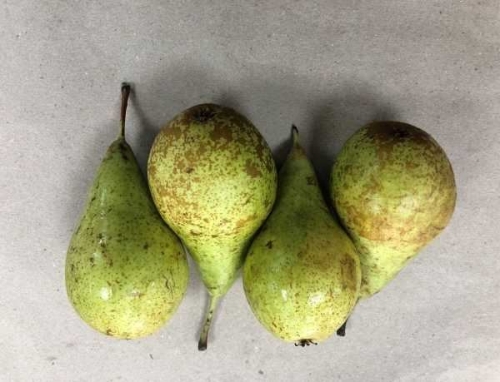 Picture of (Pre-Order <12PM) RAITH PEARS 4 PACK