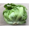 Picture of (Pre-Order <12PM) RAITH ICEBERG LETTUCE SINGLE