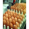 Picture of FREE RANGE MEDIUM EGGS KEYES TRAYS FARMLAY 15 DOZEN