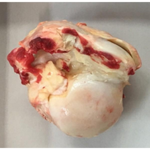 Picture of FROZEN BEEF KNUCKLE BONE RED TRACTOR 16KG NOM